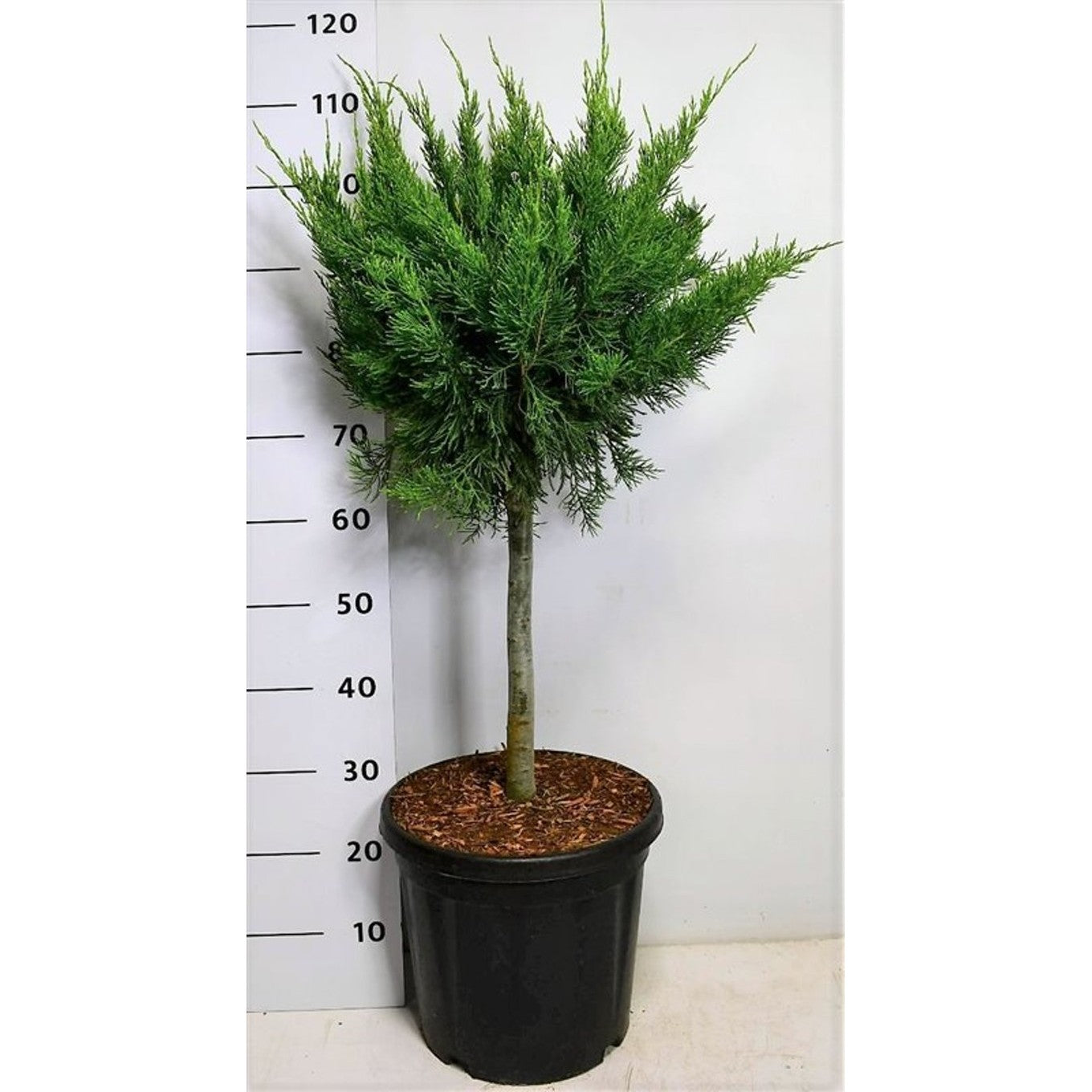 Pfitzer-en – Juniperus pfitzeriana 'Mint Julep' - 40 CM Stem C12